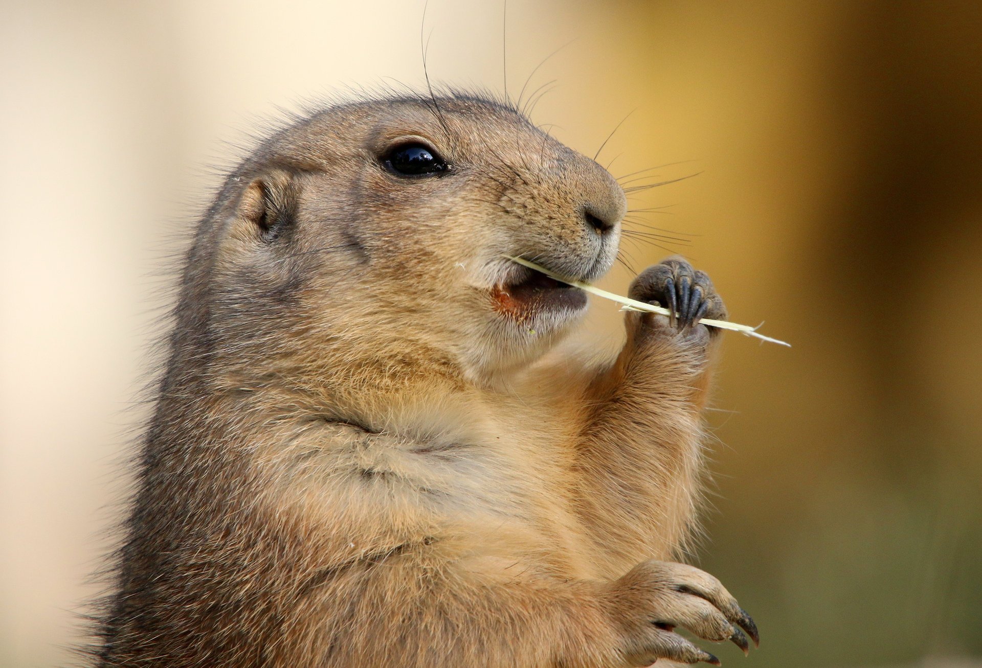 marmot babak paws grass hay