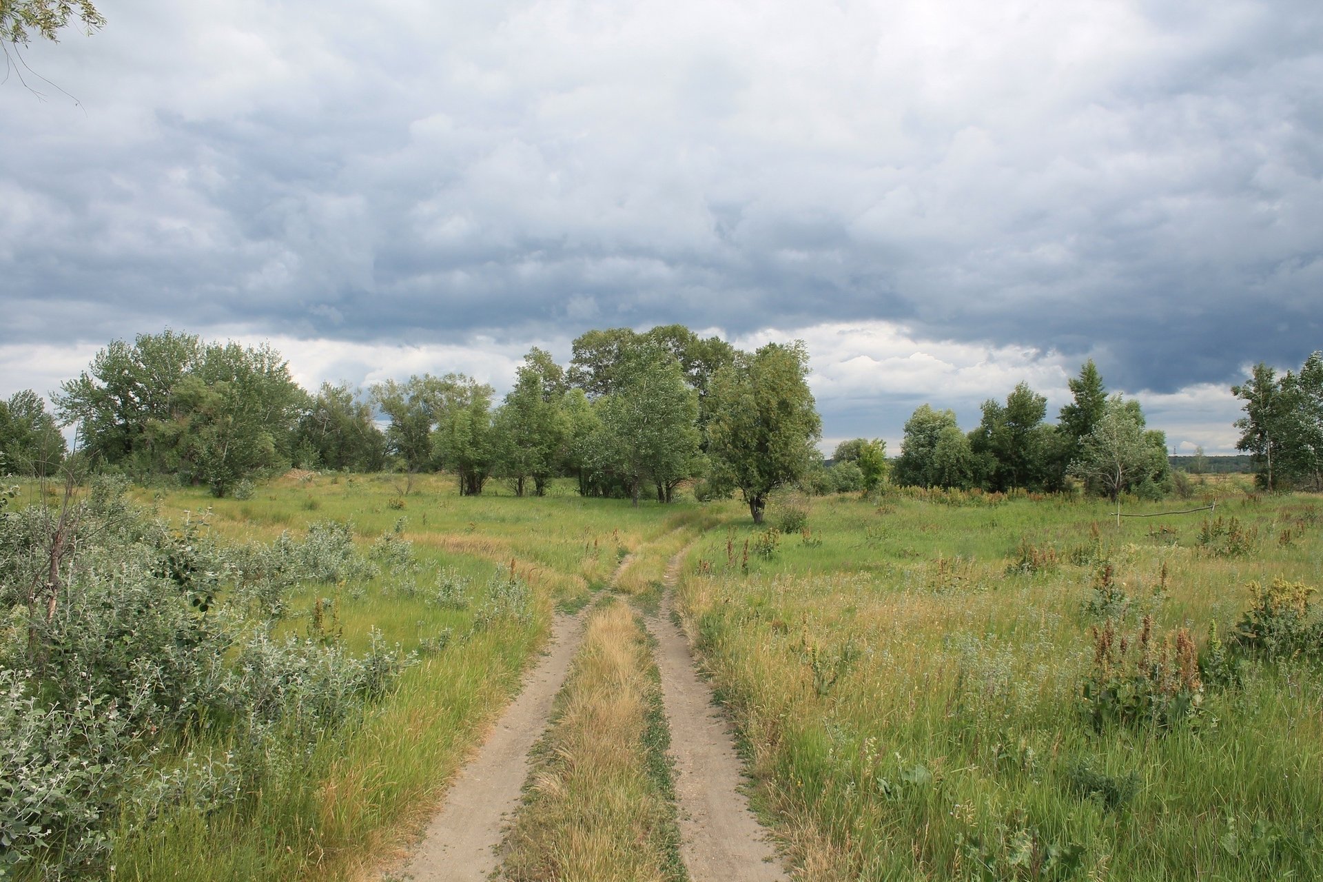 nature landscape expensive field forest