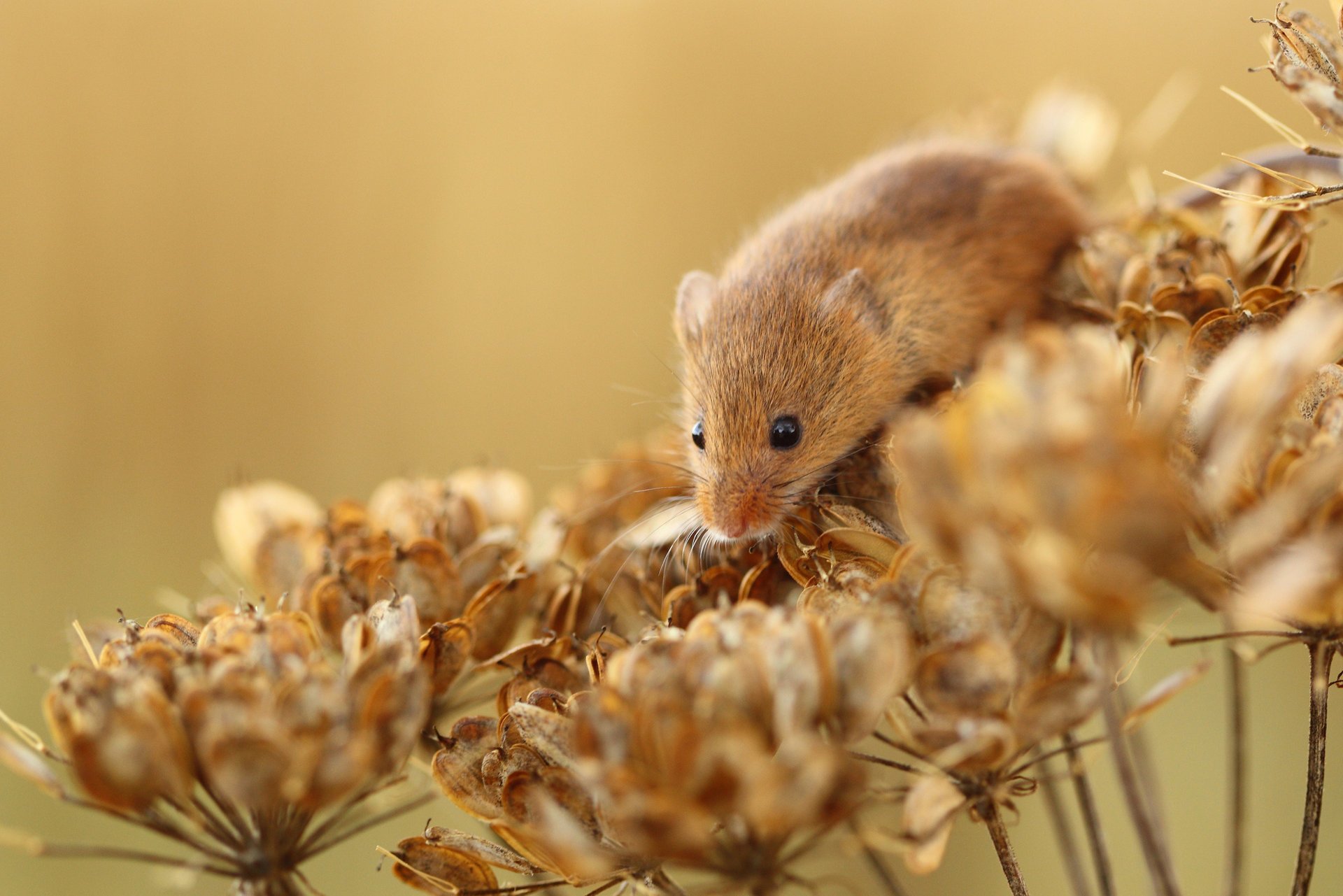 mouse plant flowers vole red dry