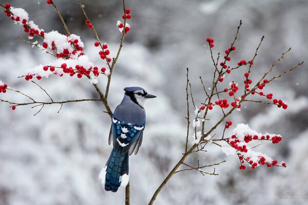 Geai sur une branche avec des baies rouges en hiver