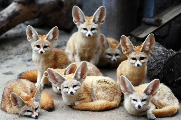 Renards à oreilles réunis pour bronzer