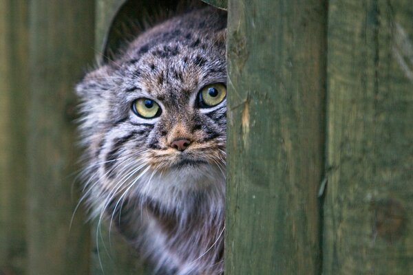 La mirada de un manul asustado de una madriguera