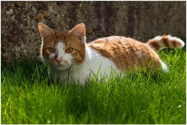 A white-red cat hides in the green grass