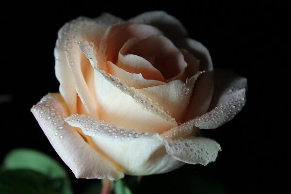 Cream Rose with dew on the petals