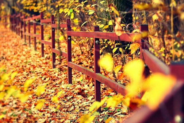 Feuilles jaunes et arbres près de la clôture