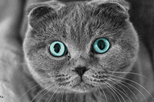 Chat écossais fouetté avec de beaux yeux