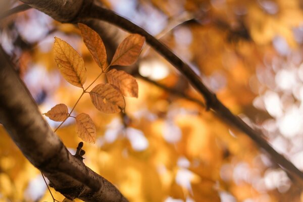 Yellow leaves on a blurry background