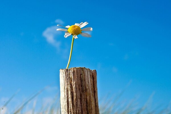 A daisy growing in a field against a blue sky