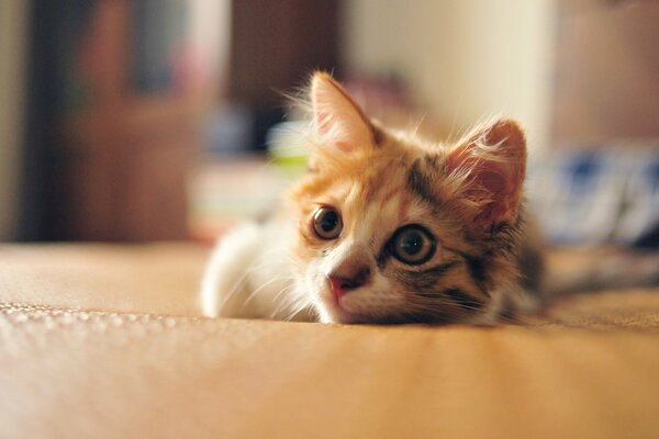 The enthusiastic gaze of a multicolored kitten