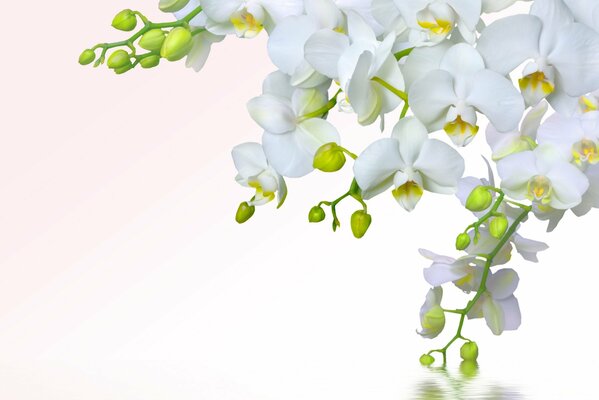 Clusters of white orchid above the water