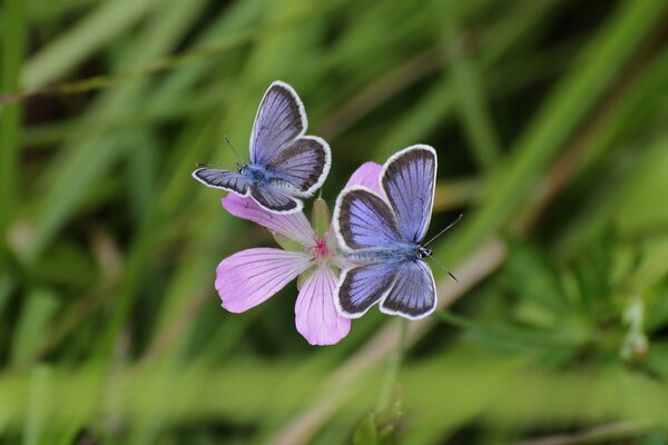 Papillons lilas assis sur une fleur