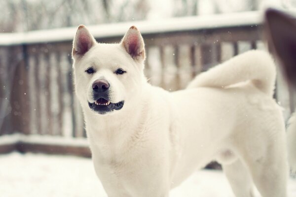 Chien Husky sur la neige blanche