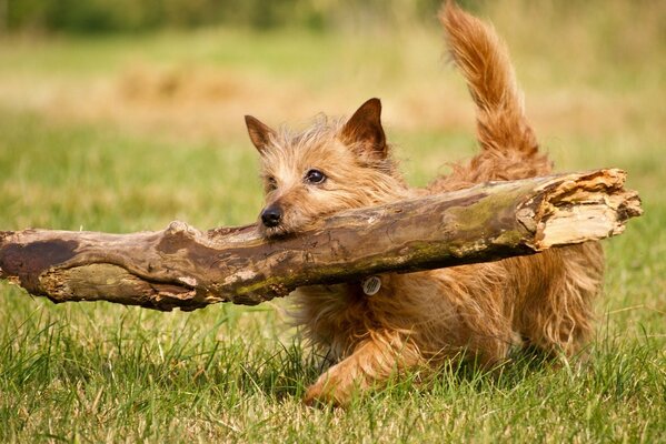 A small dog carries a log