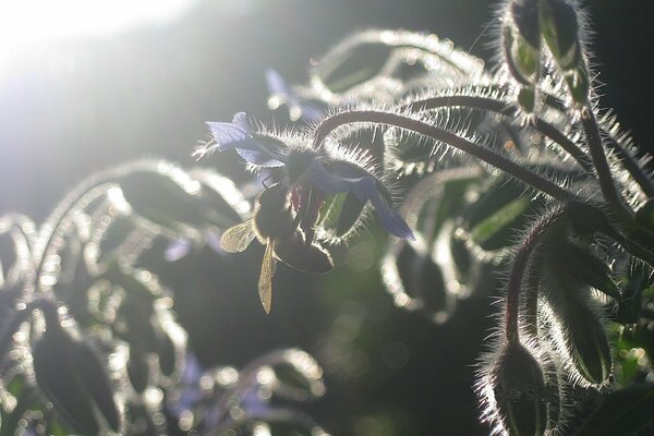 Abeja en la hierba esponjosa, puesta de sol