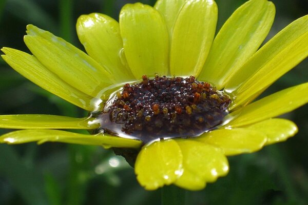 Gelbe Blume nach dem Regen