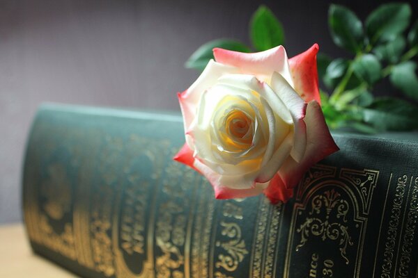 White and red rose on the book