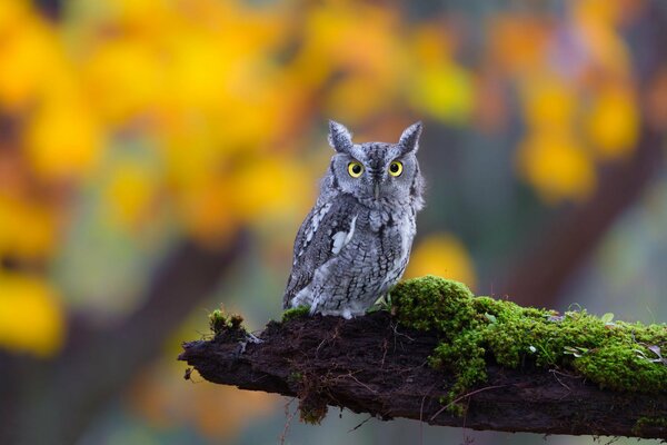 Hibou à oreilles caché sur une branche moussue