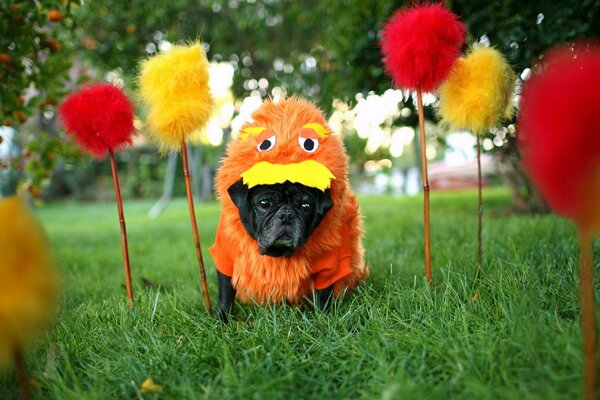 Cane nero al Carnevale nell erba