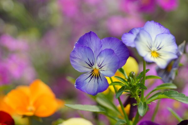 Pensamientos sobre el fondo de las flores