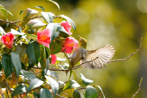 Ein Vogel fliegt zwischen Zweigen mit rosa Blüten