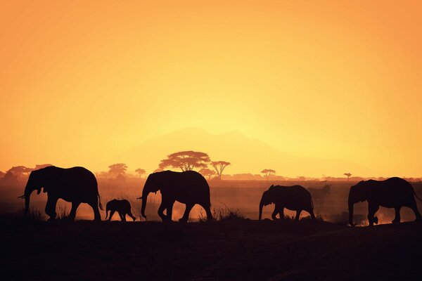 Elefantes africanos montando al atardecer