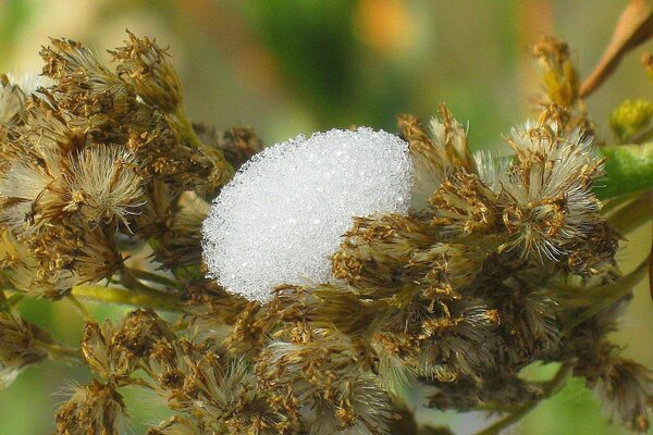 Goldbraun, gewöhnliches Tauwetter im Schnee