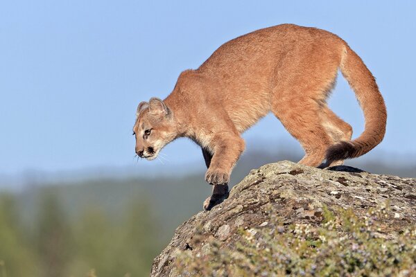 Młoda puma przygotowuje się do skoku z klifu