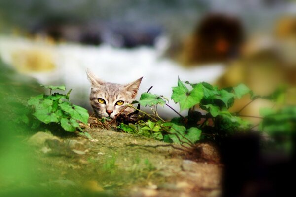 A grey cat hides behind a tree with green leaves