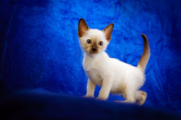 Piccolo gattino va su sfondo blu