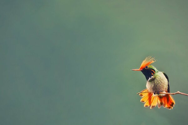 A bird with bright plumage sits alone on a thin twig