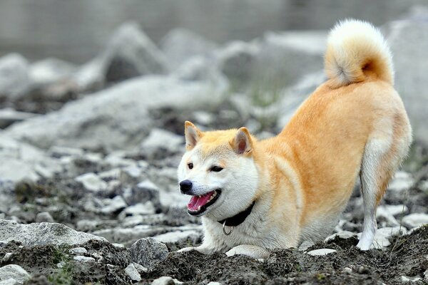 Verspielter Hund will spielen