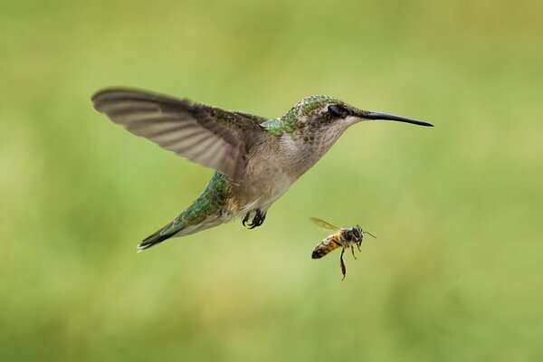 Comparison of hummingbird and bee sizes