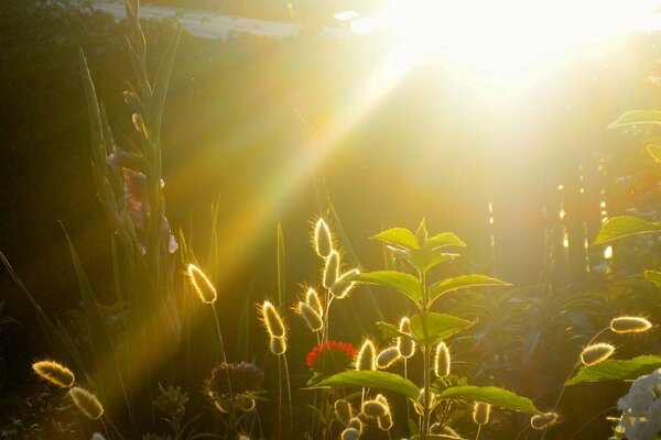 Garten in der Abendsonne