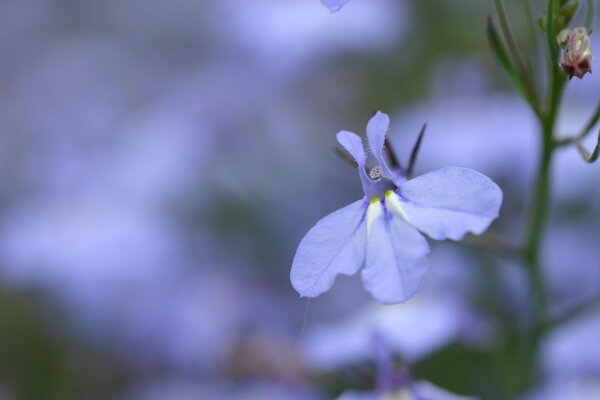 Flor azul pequeña con tres pétalos