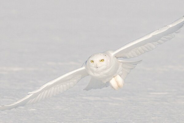 El vuelo de un búho blanco contra el fondo de la tierra cubierta de nieve