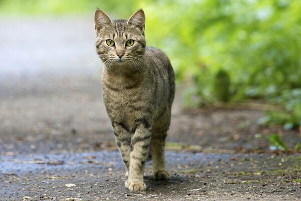 Un gato en un paseo busca algo