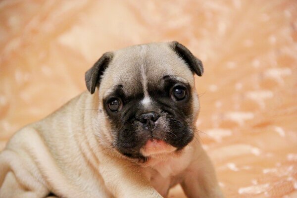 Le bouledogue français a un regard ouvert