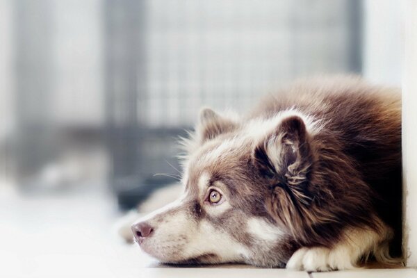 Der engagierteste Blick des Hundes