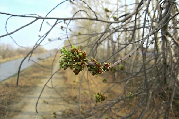 Awakening of nature in warm spring