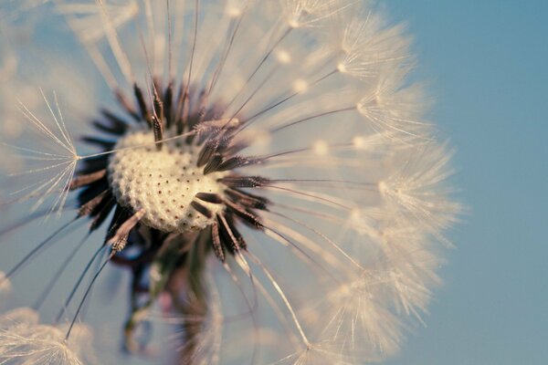 Macro de diente de León sobre fondo azul