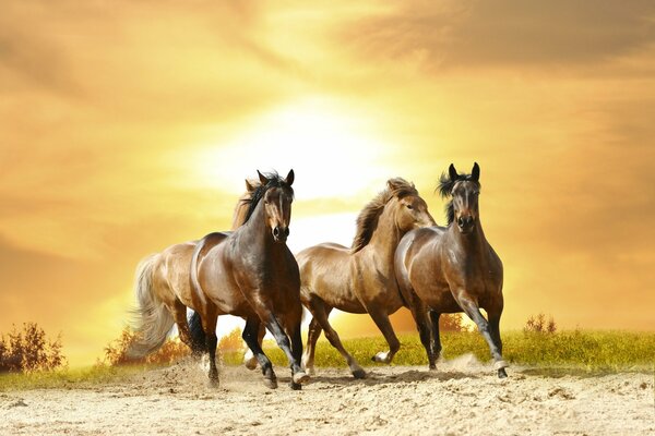 Les chevaux courent joyeusement sur le fond du soleil couchant