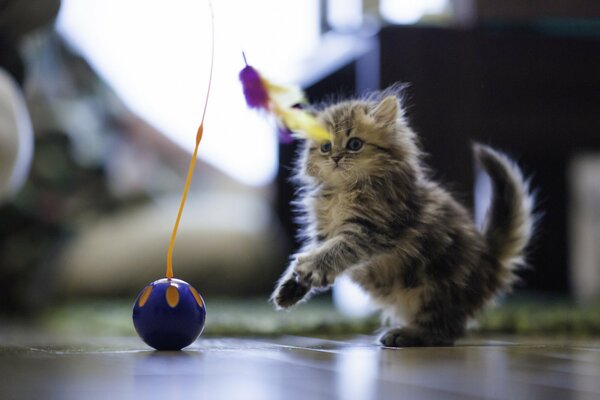 Daisy playing on the floor with a ball and feathers