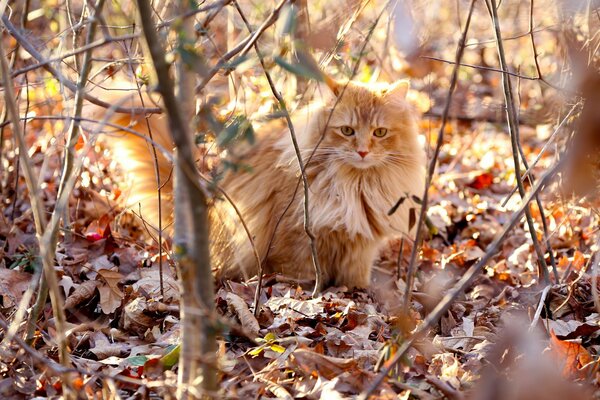 Gatto peloso dai Capelli rossi che cammina sulle foglie secche