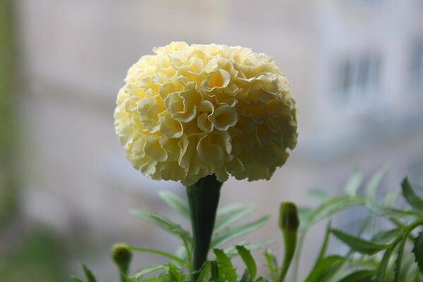 The white flower looks like velvet