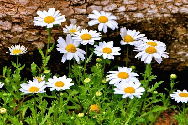 Schöne Gänseblümchen, die im Wald wachsen