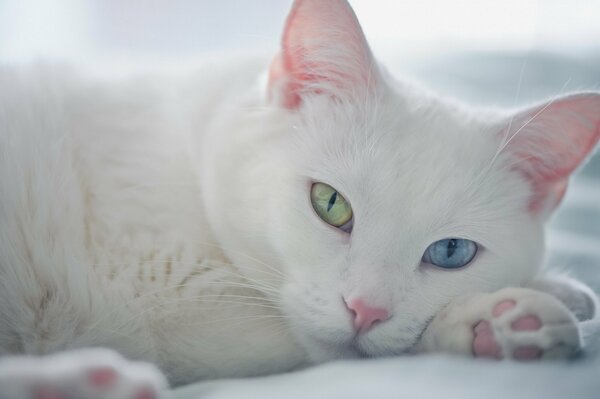 The muzzle of a white cat with different eyes