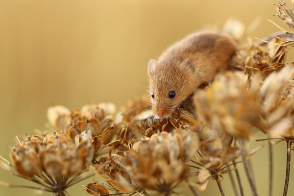 Souris campagnol a grimpé sur les bourgeons secs de la plante