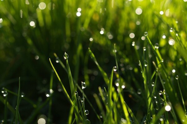 Macro. Herbe verte après la pluie