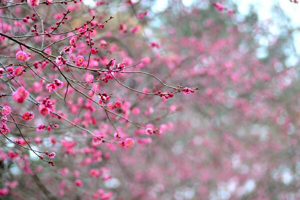 Branches d abricot en fleurs au Japon