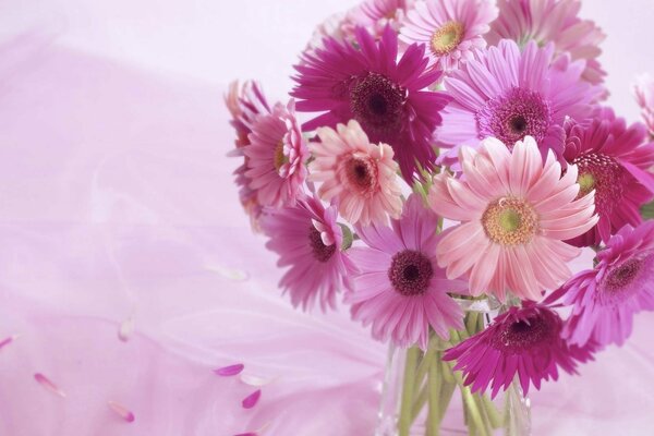 Pink Gerberas standing in a vase